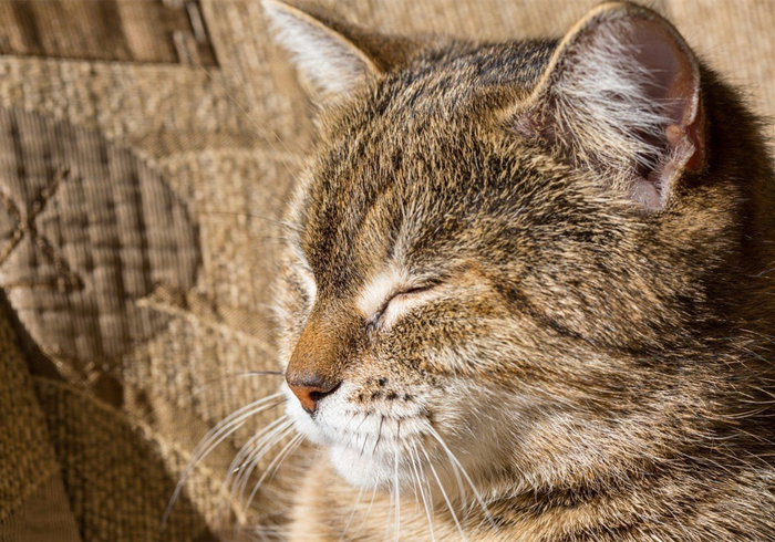 猫咪驱虫拉稀后应该怎么治,猫咪腹泻还能驱虫吗