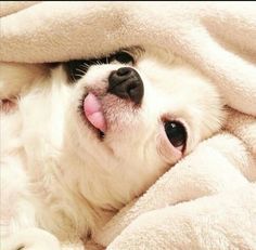 春节期间怎样养好狗狗,如何养好狗狗和主人的关系