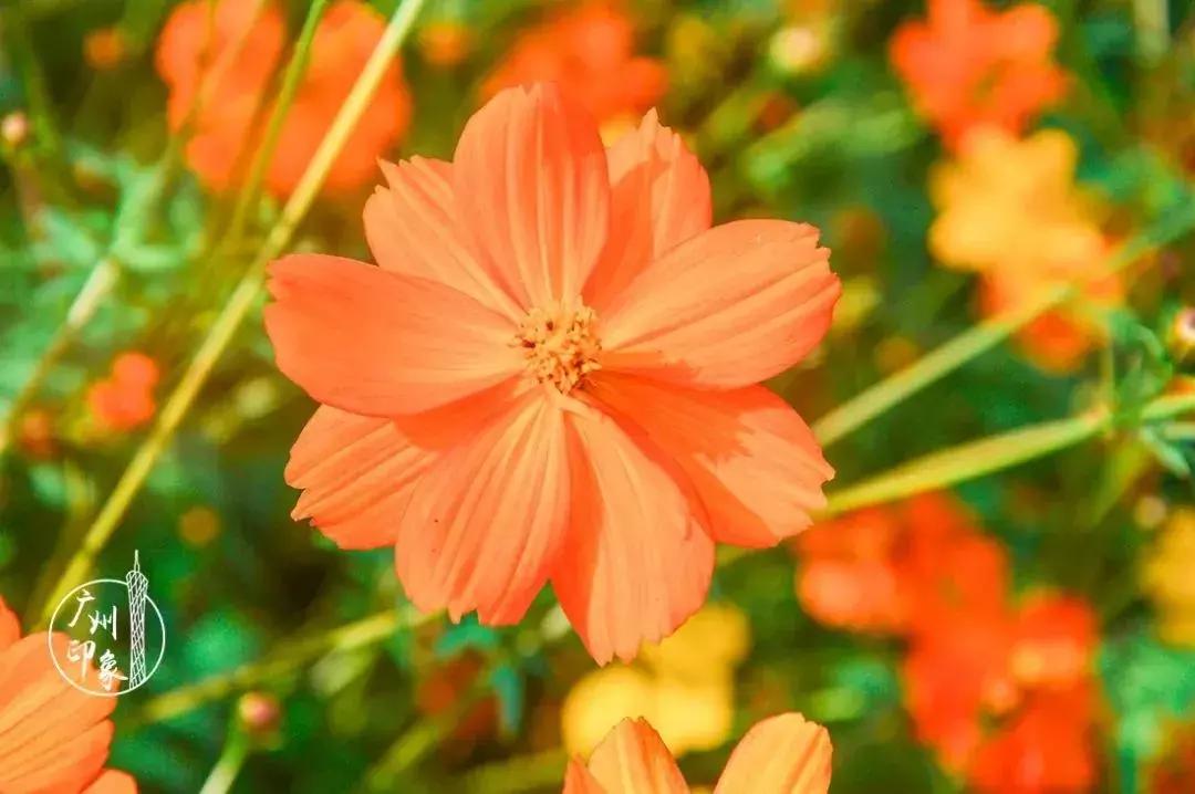 春节游玩攻略正式上线,春节嗨玩攻略