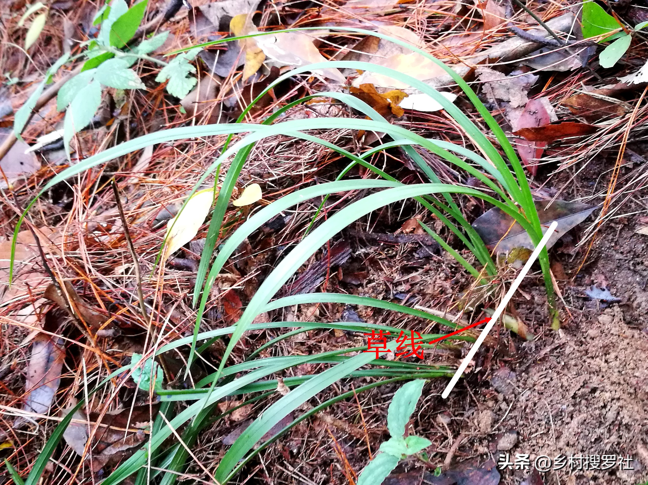 兰花出花苞冬季怎么管理和养护,新种带花苞的兰花为什么会消苞
