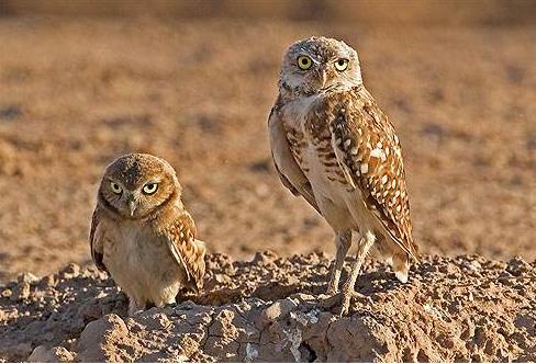 地球最奇特的沙漠,地球上最优越的气候是什么气候