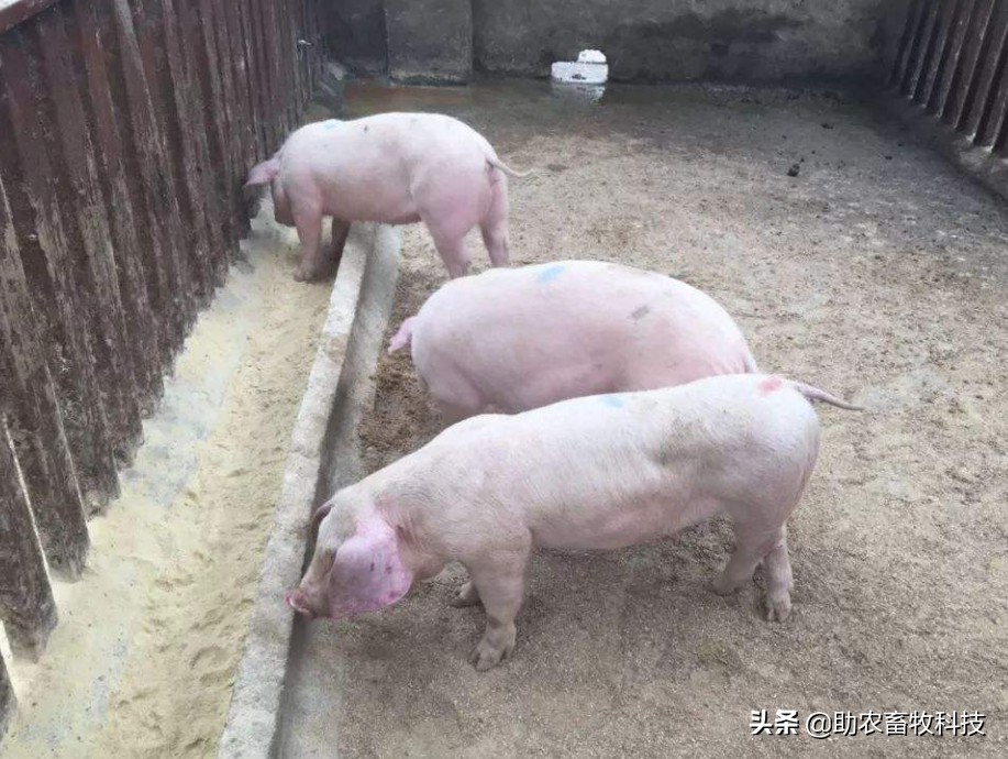 原创运用中草药防治非洲猪瘟有效吗？组方和有效防治措施分享