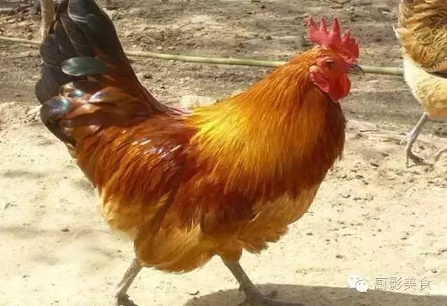 全世界的鸡都在这了，有你认识的吗？