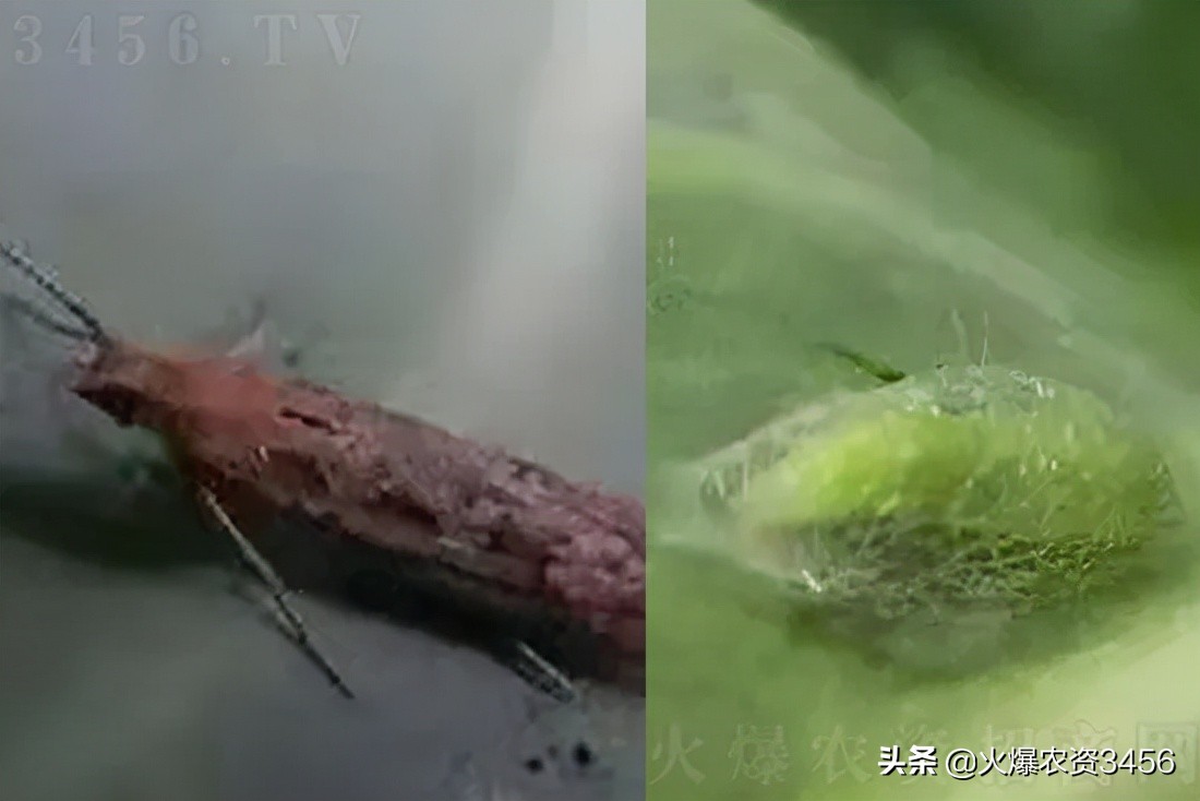 吊丝虫防治用什么药,吊丝虫特效药