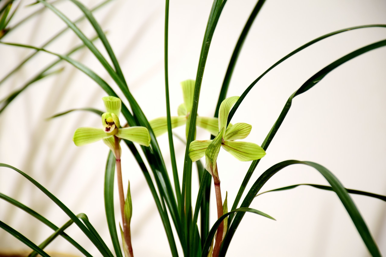 龙头带花苞的单苗兰花,兰花弱苗带花苞