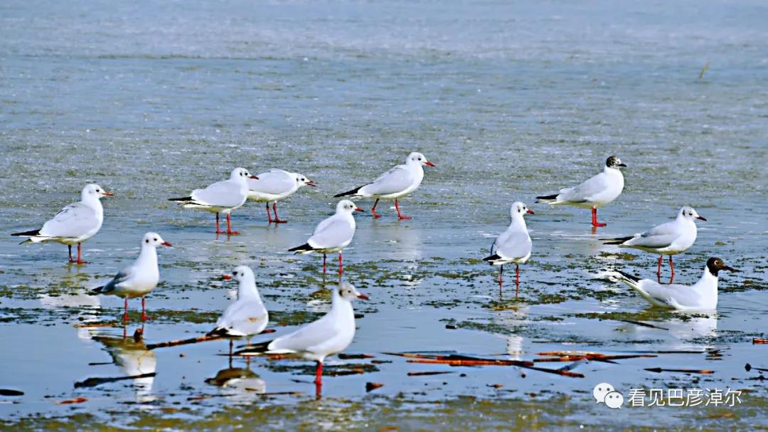 七分钟带你领略大美乌拉特前旗 (带你去看乌拉特前旗)