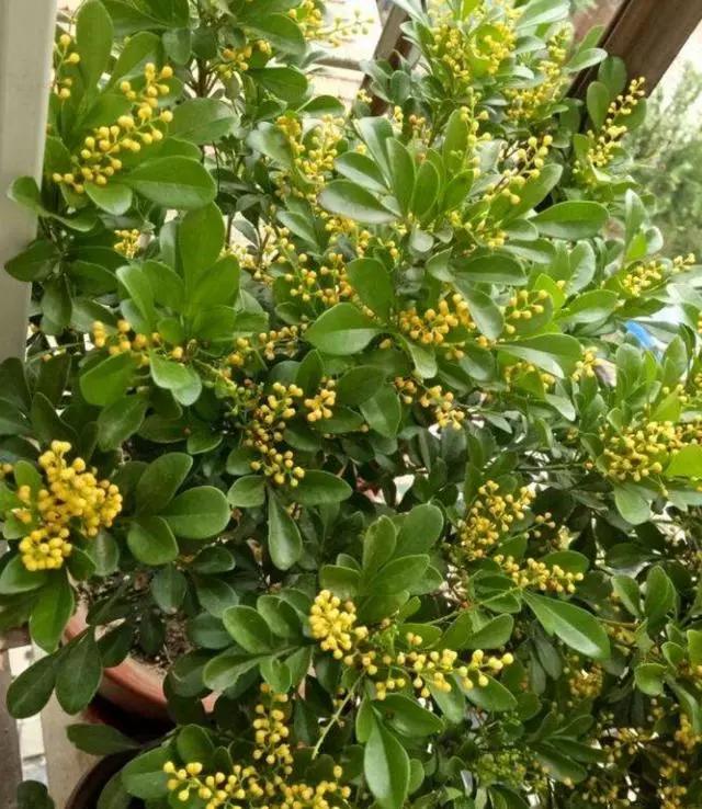 养了好几年的米兰怎么倒盆,刚买的米兰土太硬了怎么办