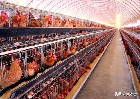 蛋鸡什么品种最好,蛋鸡选什么品种