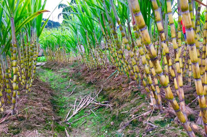 红糖蔗香,溆浦甘蔗手工熬制的红糖