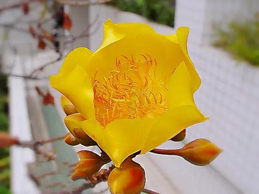 弯子木~花朵鲜黄色,簇生,酷似山茶科的金花茶,非常漂亮。