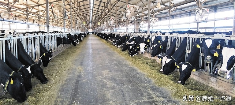 奶牛养殖要注意温度,奶牛各个阶段饲养管理要点
