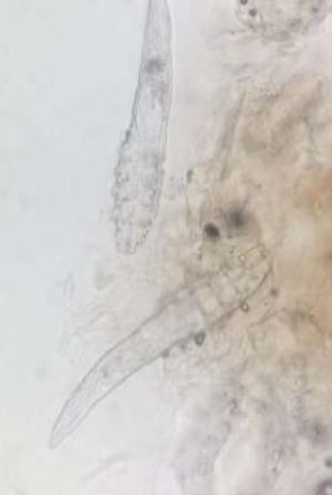 宠物皮肤病用药原则,宠物皮肤病最快治愈良药