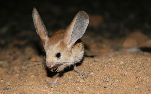 世界上寿命最长的十种哺乳动物,远古时期灭绝的哺乳动物大全