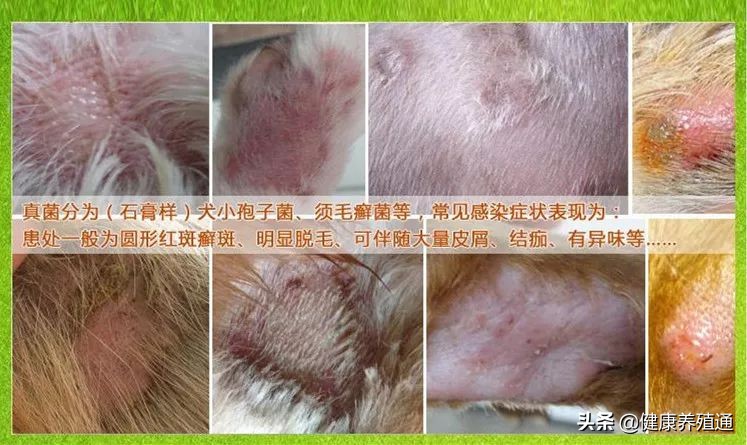 犬病综合预防方案,如何能预防与治疗宠物狗皮肤病