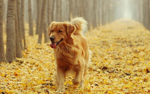 金毛很调皮教不听怎么办,金毛让主人生气