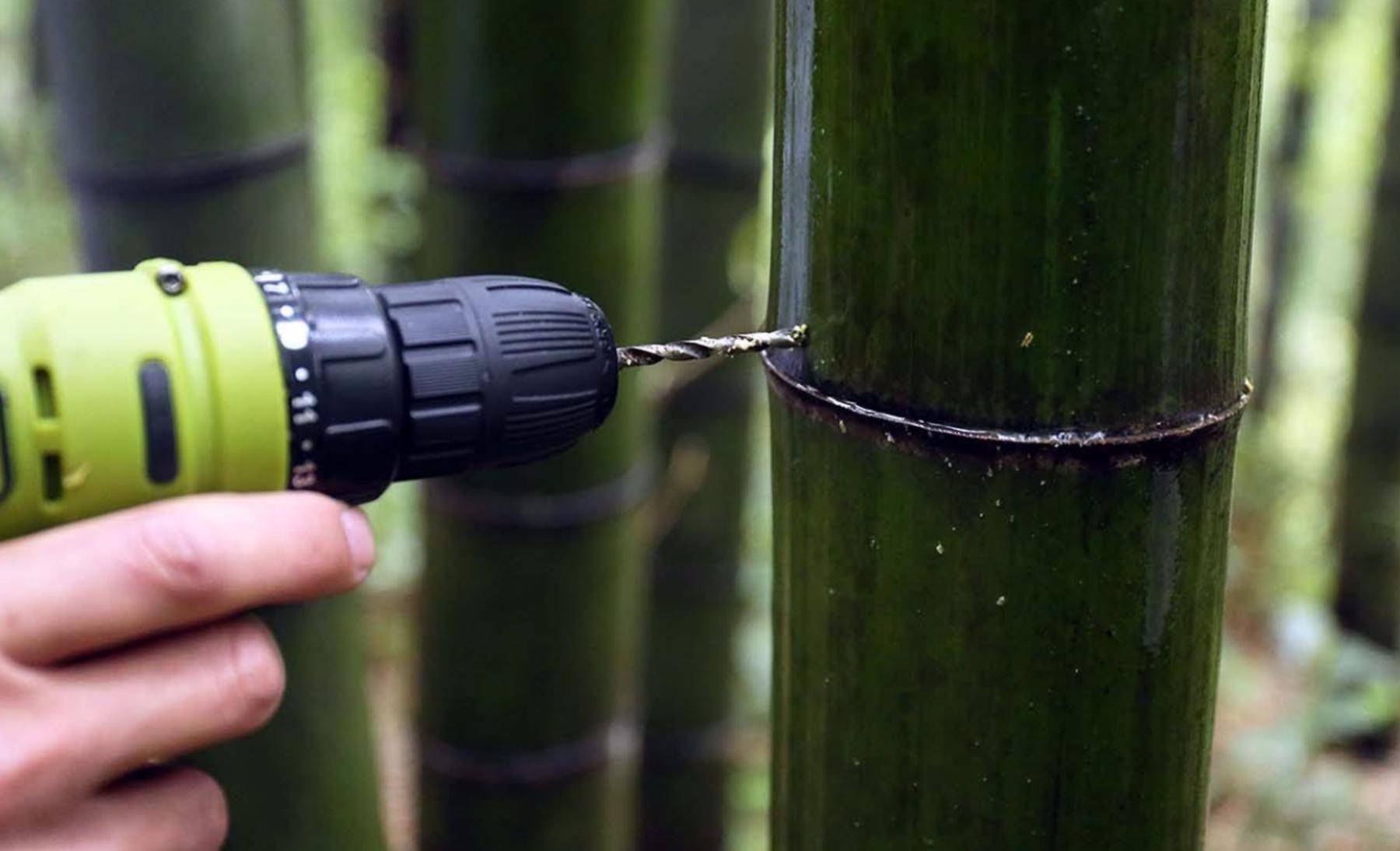 以前的竹叶青酒为何没有了,活竹酒真的存在吗