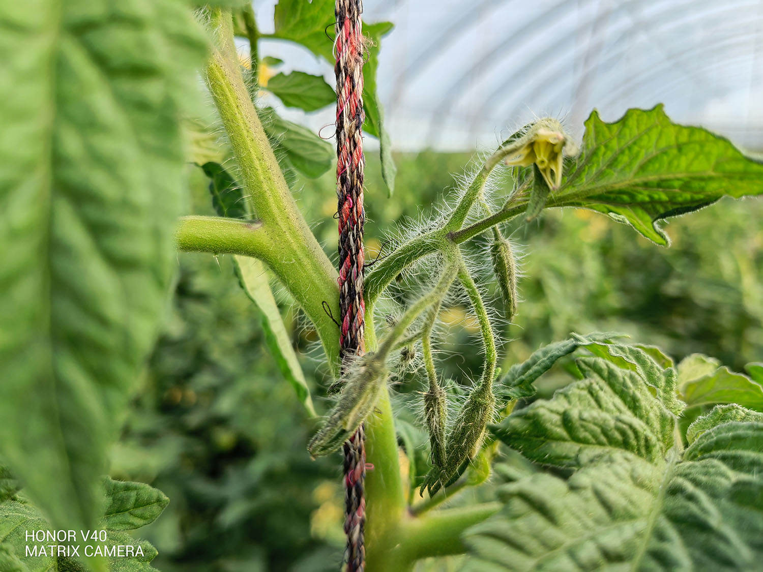 荣耀v40最详细评测,荣耀v20半年后表现如何