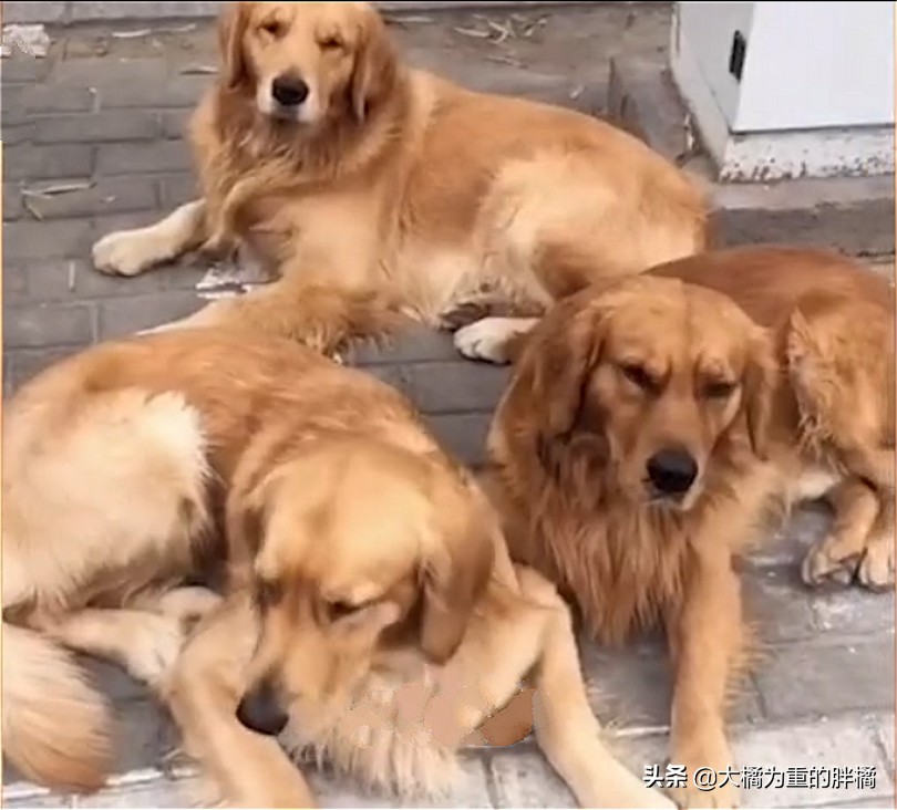 走丢的金毛在马路上找主人,金毛丢了再贴寻狗启事