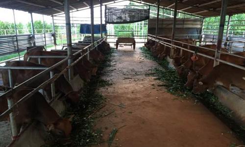 农村小规模养牛怎么赚钱,养牛户如何获得最大利润