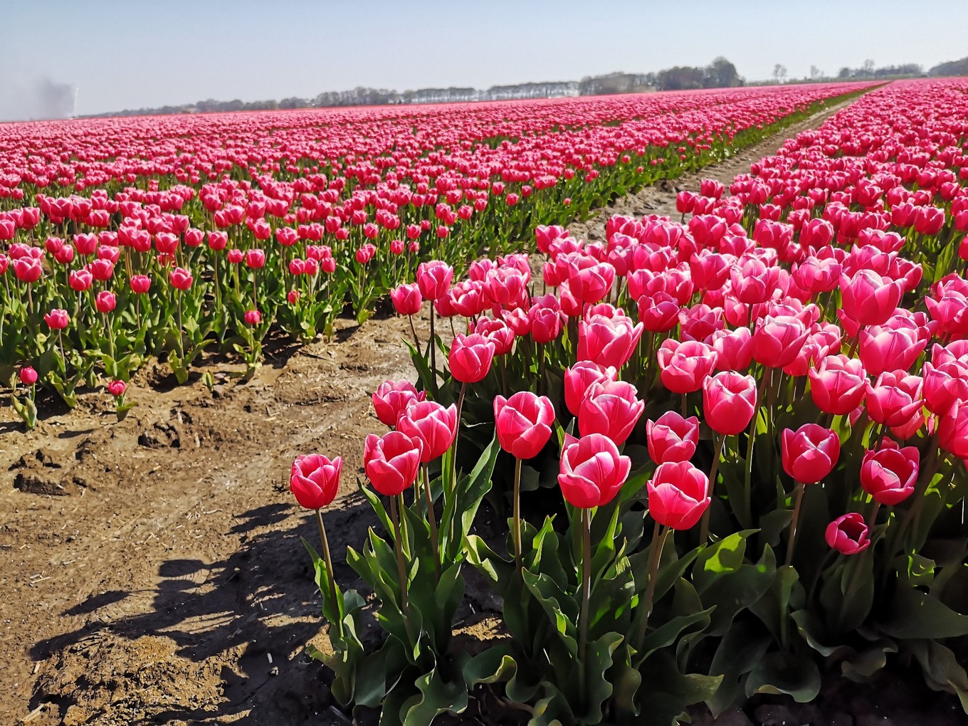 荷兰郁金香一日游攻略,荷兰郁金香旅游