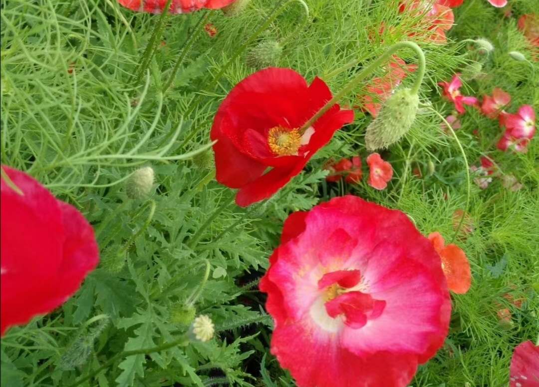 老年歌曲民歌1000首,老年歌曲100首经典老歌歌词