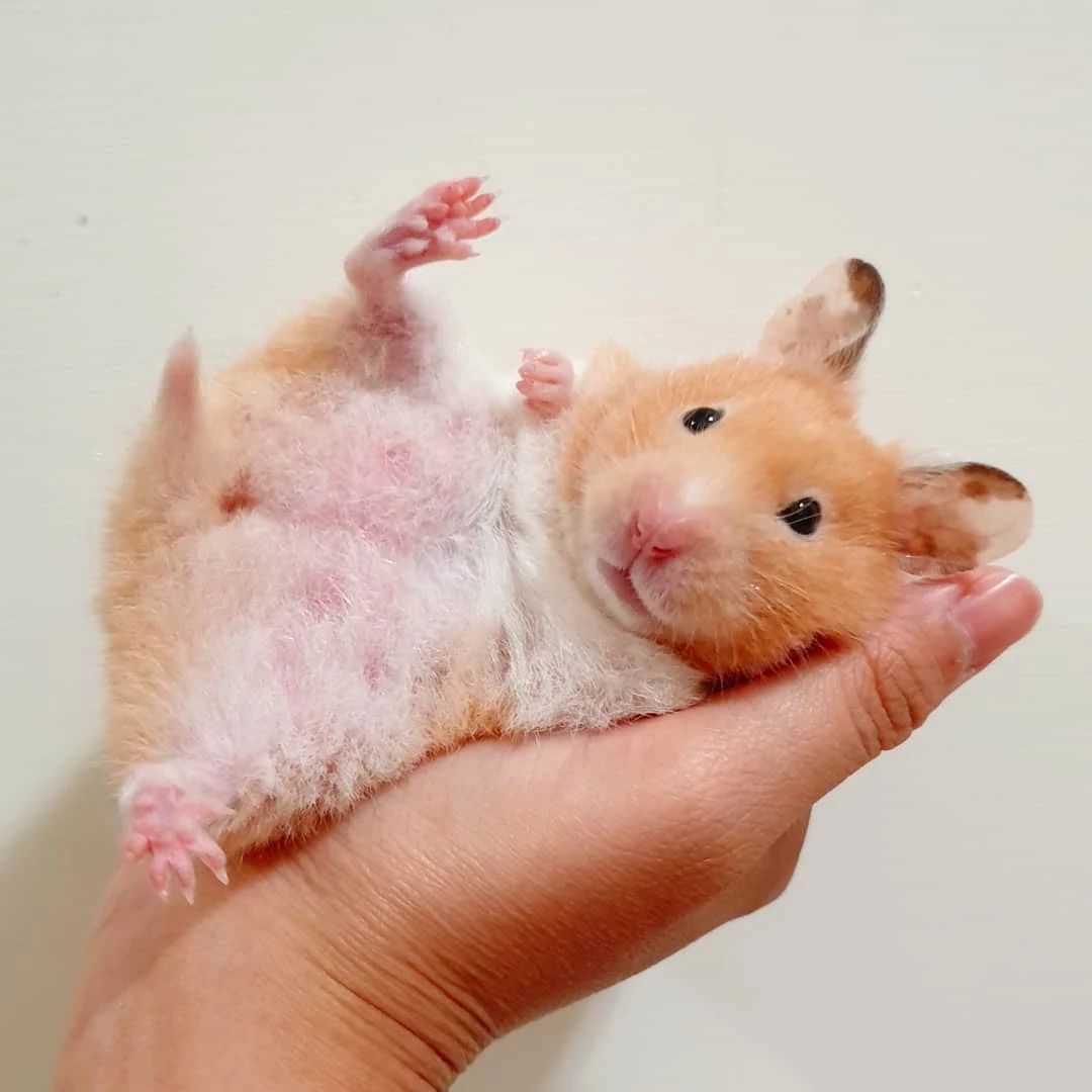 仓鼠不爱吃鼠粮只挑瓜子,仓鼠不爱吃小颗粒的食物