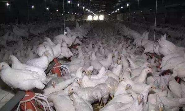 冬天预防鸡生病最好的方法,为什么养殖鸡容易生病