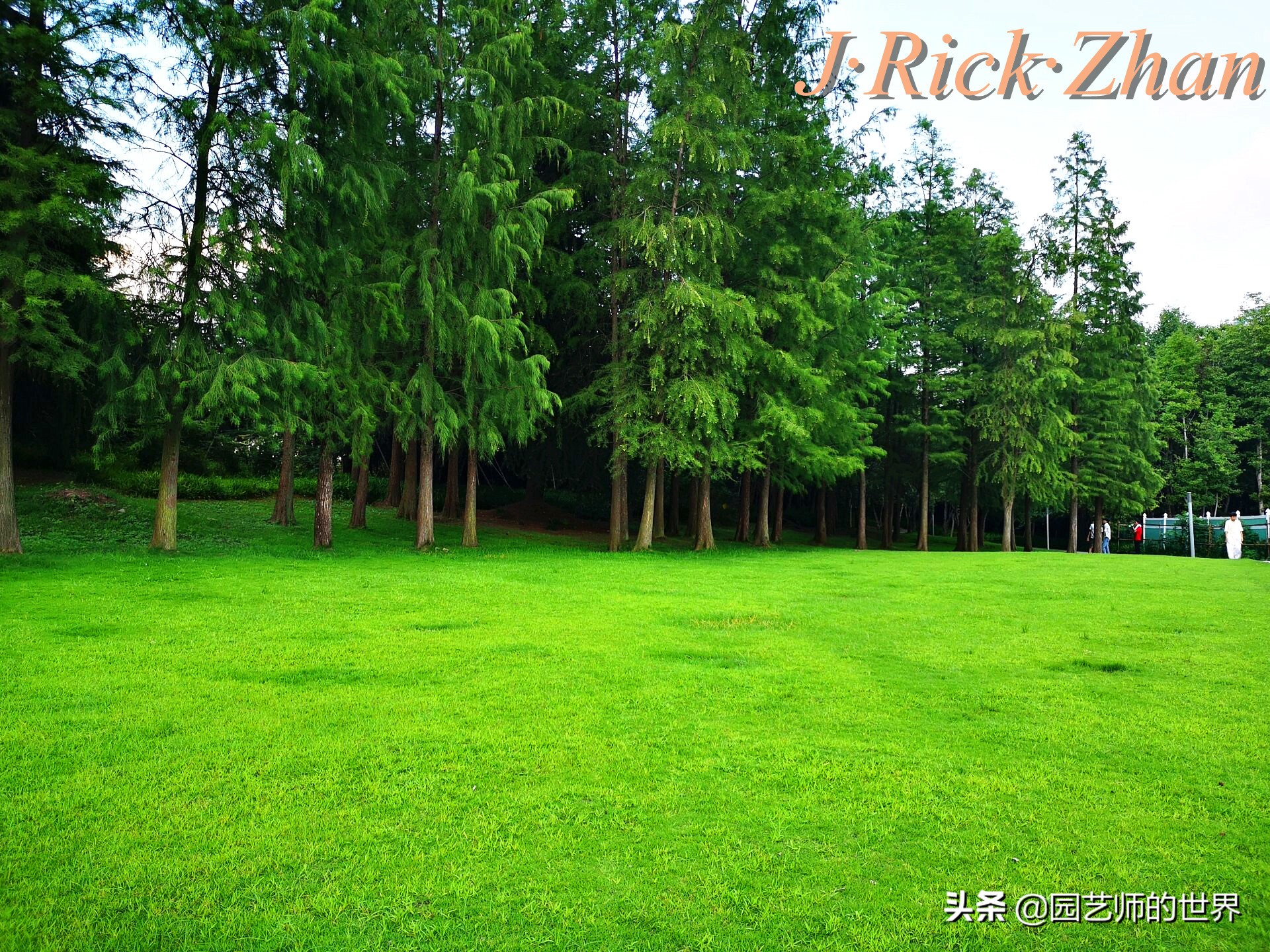 怎样种植草坪技术,果岭草坪的种植养护方法及技巧