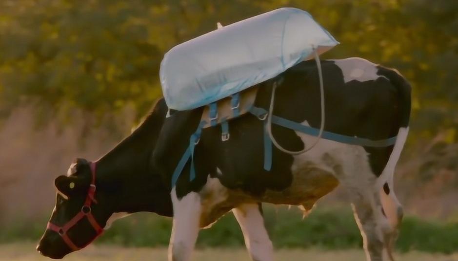 牛身上开孔什么原因,牛背上开洞牛不感染吗