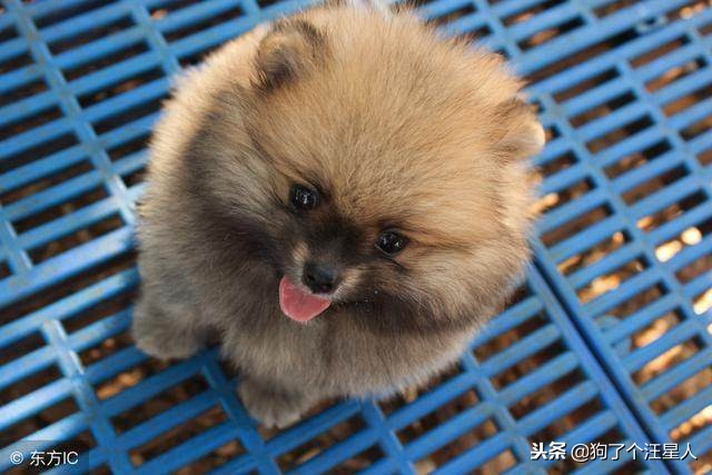 新手怎么饲养博美犬8大注意事项,养博美的5大禁忌