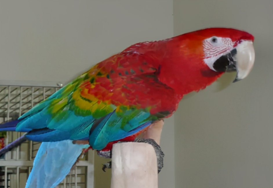 混种金刚鹦鹉就是人工培育的精品，这6种让人看了忘不了