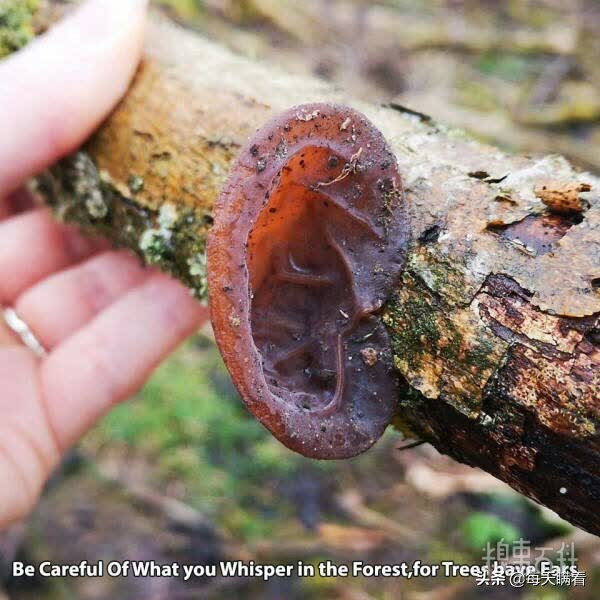 打击盗版从我做起视频,打击盗版从我做起作文