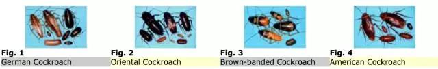 目前最有效的灭蟑螂方法,四种灭蟑螂的方法哪种更适合你