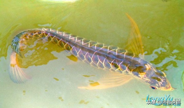 适合新手养的龙鱼品种,龙鱼对于新手来说好养吗