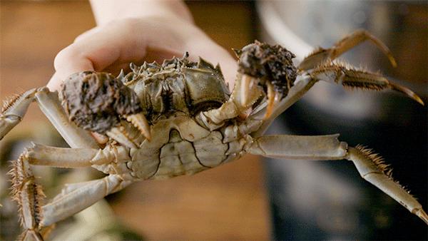 大闸蟹有的论个卖有的论斤卖,大闸蟹按斤称还是按只买划算