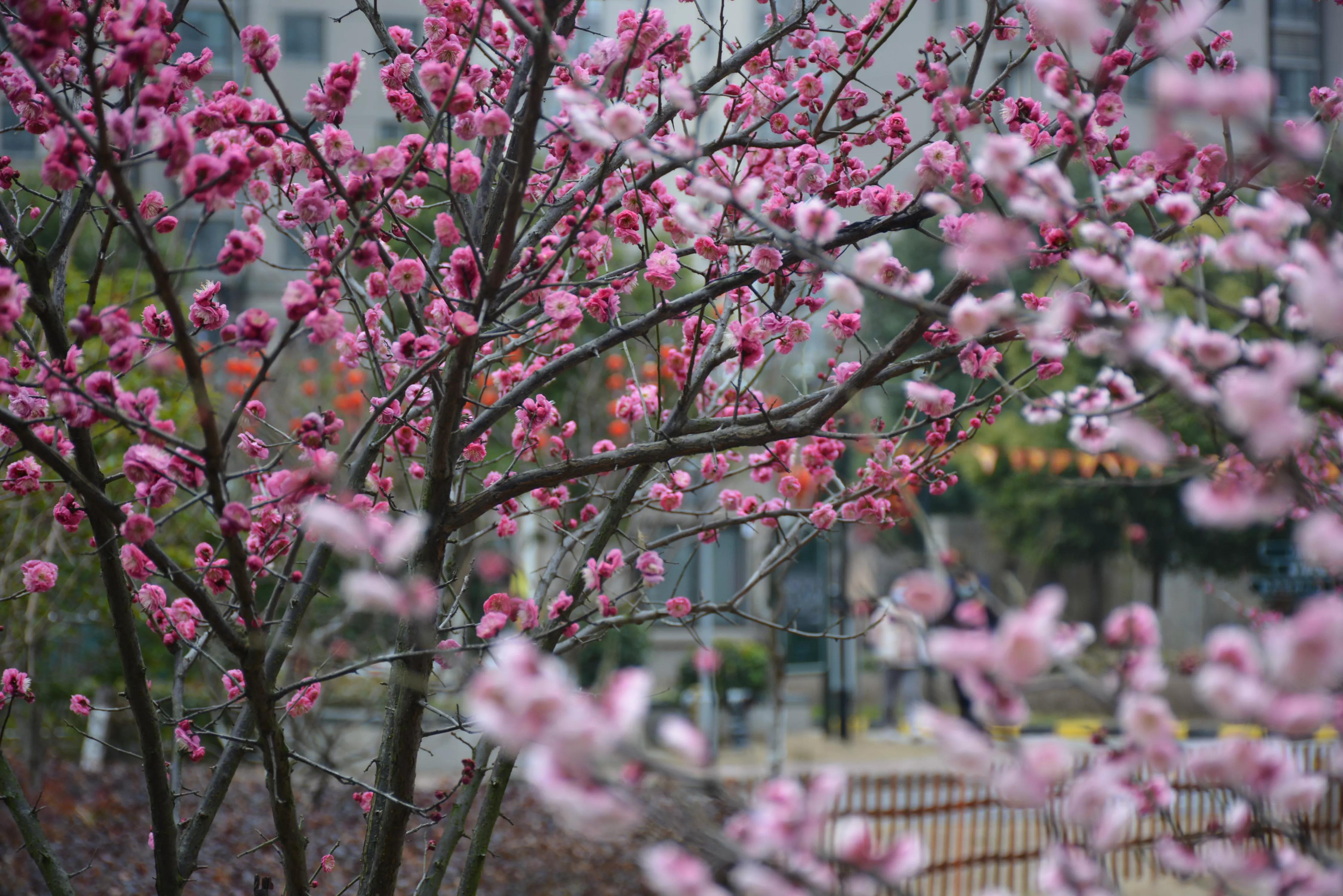 能坚持四季如春就好了（湖畔雅居的春天）