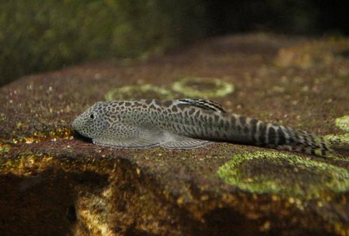 啥鱼不用加热棒也能养,用加热棒最好养的十款热带鱼