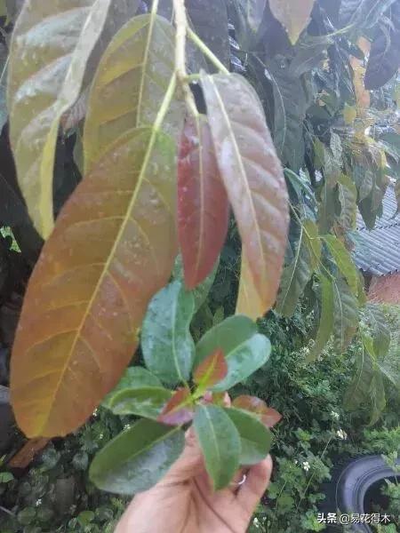 墙角榕树盆景,绝无仅有的榕树盆景