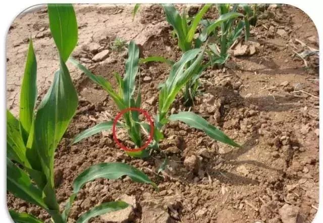 玉米苗卷叶是什么病如何治,玉米最近发生的大事