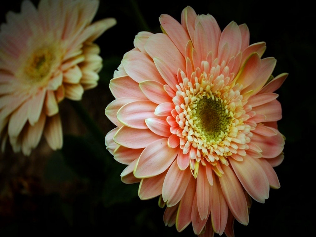 非洲菊烂根.红蜘蛛等病虫害，能治，但最好从预防抓起