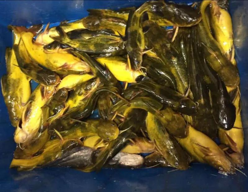 野钓昂刺鱼用什么饵,桥筏钓昂刺要不要打窝