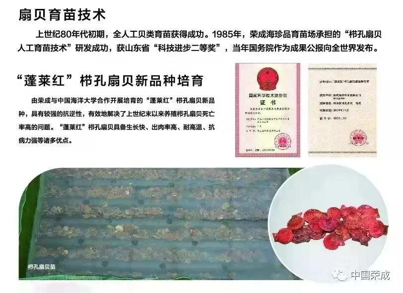 秋冬种植忙播种来年新希望,荣成扇贝分苗视频