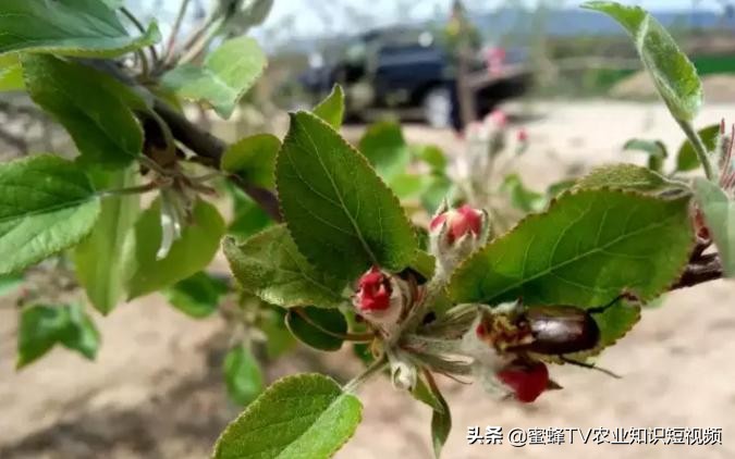 第一年樱桃树怎么预防金龟子,樱桃树怎么防金龟子