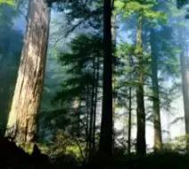 女明星都在打的美容针,明星都打美容针吗