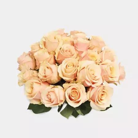 玫瑰大全｜说到玫瑰只能想到红玫瑰的，建议你好看看本文！