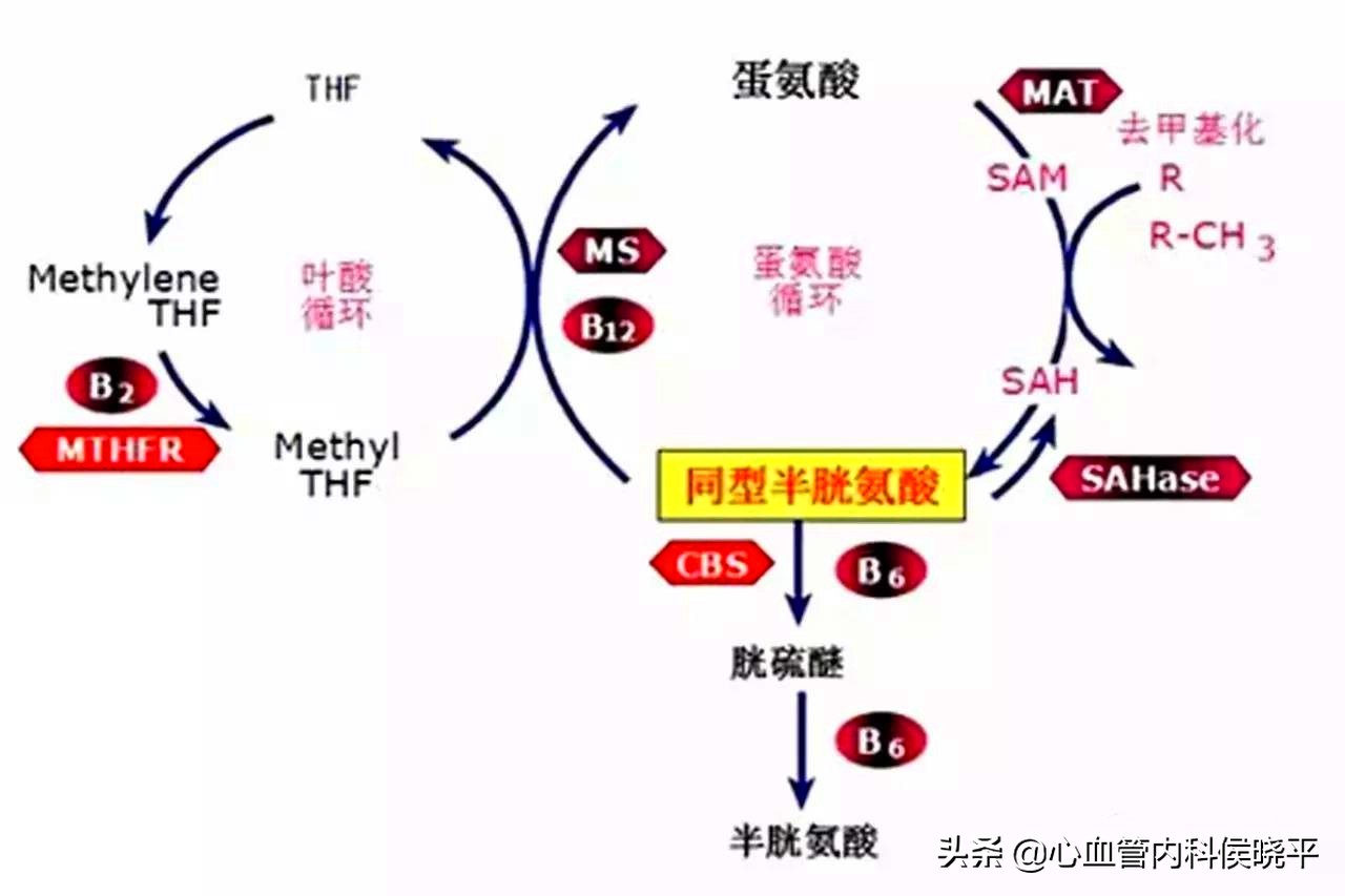高血压同型半胱氨酸偏高吃叶酸吗,同型半胱氨酸11.3叶酸b6b12怎么吃