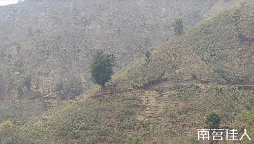 冰岛老寨大秋茶园的茶是真的吗,冰岛五寨之一糯伍什么口感