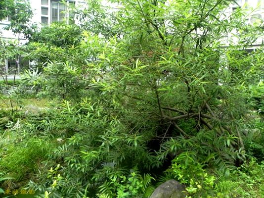 柳树青青全文,柳树原创完整版