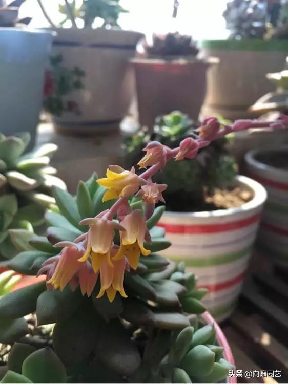 多肉花剑怎么处理,多肉长花箭几月份处理