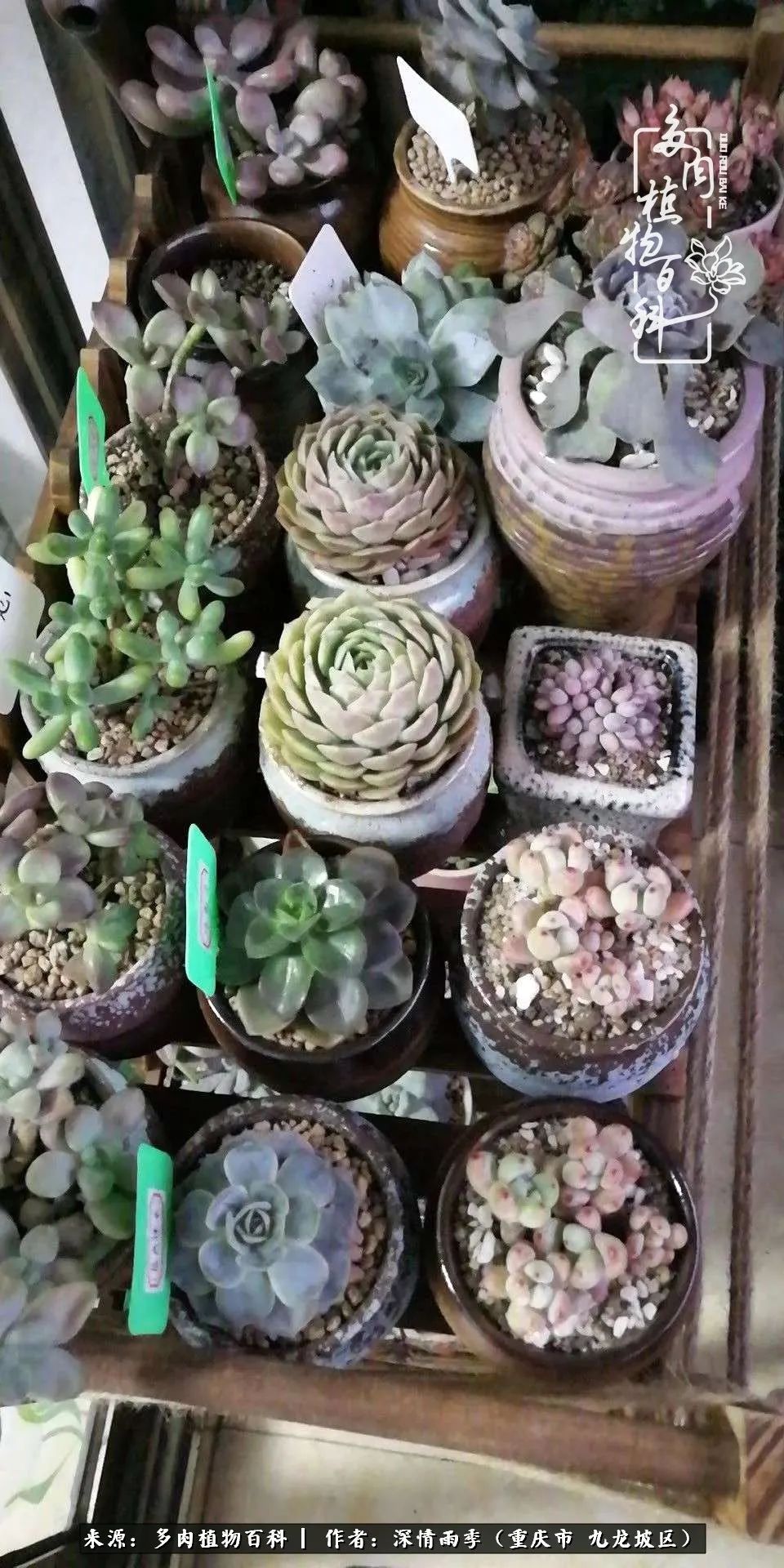 在重庆养多肉养的是一种信仰,重庆养多肉适合用什么土